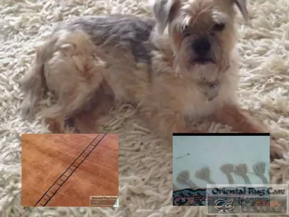 How To Service Rug Cleaners In Manalapan -  5614340234