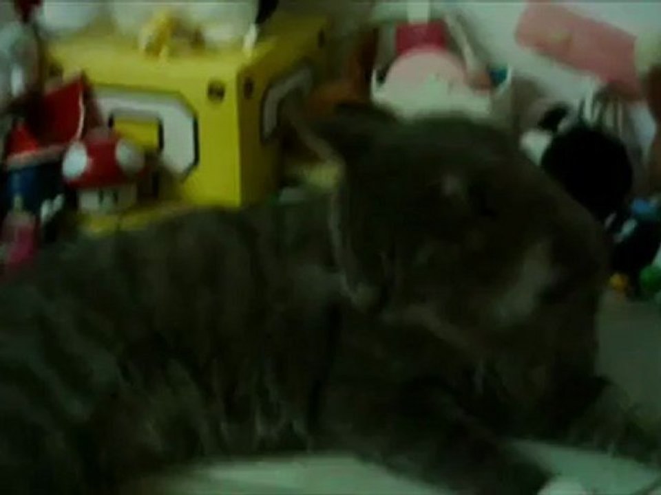 Nawp Tiwme Cat Stalking