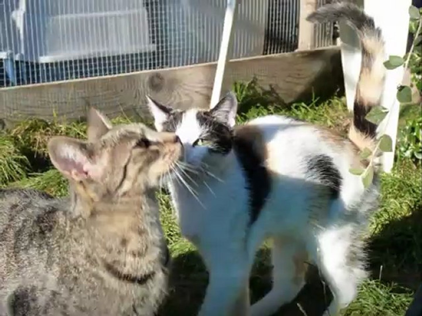 Ecole Du Chat De Quiberon Refuge Clos Kernavest Video Dailymotion