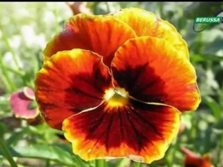 Leman Sam - Sus Söyleme