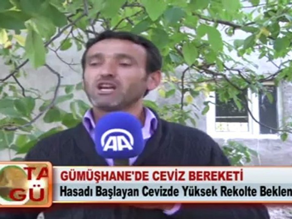 GÜMÜŞHANE'DE CEVİZ BEREKETİ