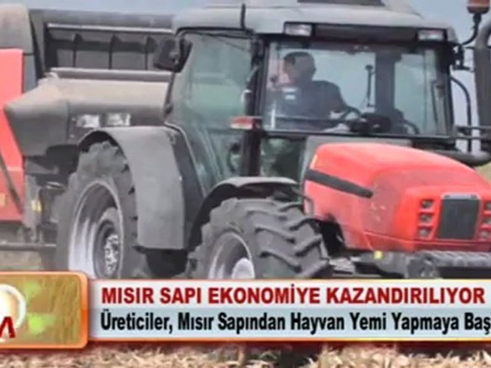 MISIR SAPI EKONOMİYE KAZANDIRILIYOR