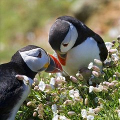 Aşkın rüya Gönül Akkor