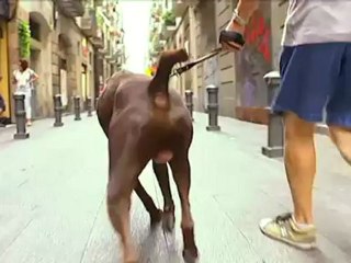 TV3 - Telenotícies - Un escriptor amant de la fotografia