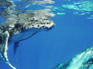Splendide baleine à bosse et son petit