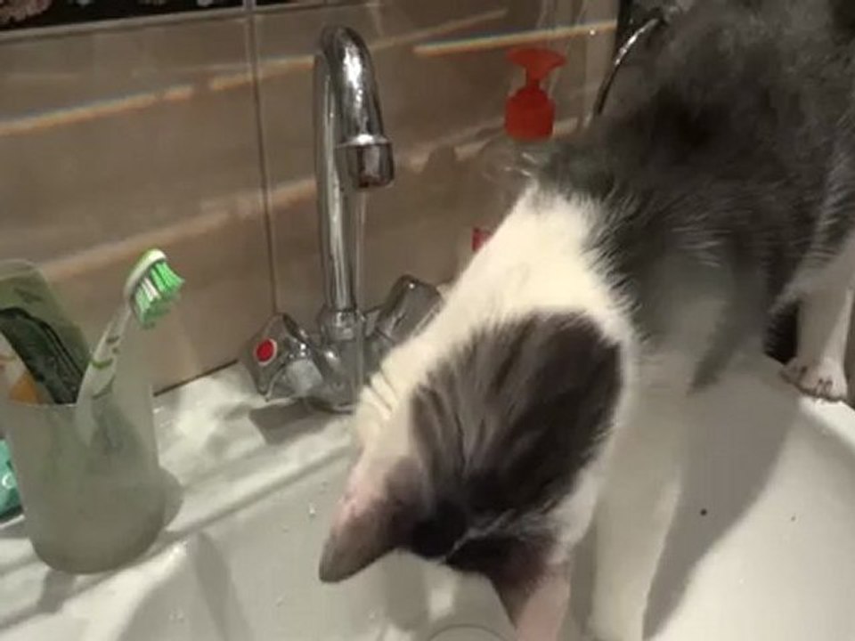 le chat aime l'eau - cat likes water