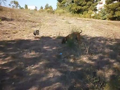 Redden et Eros au terrain 23/09/2012