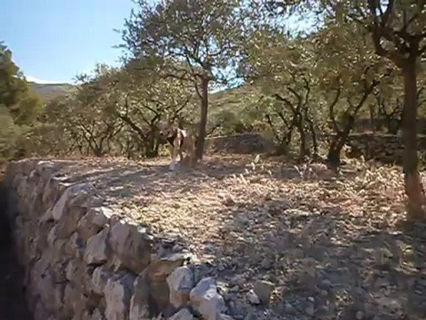 Redden au Parc des Bruyères 24/09/2012 n° 2