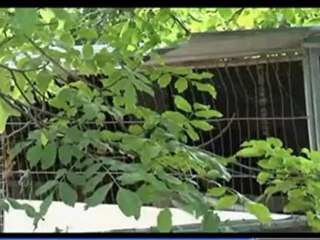 FR3 24 aout 2010 FAA mauvais traitements