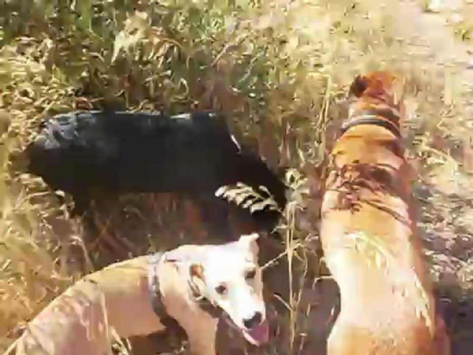 Redden au Parc des Bruyères 24/09/2012 n° 3