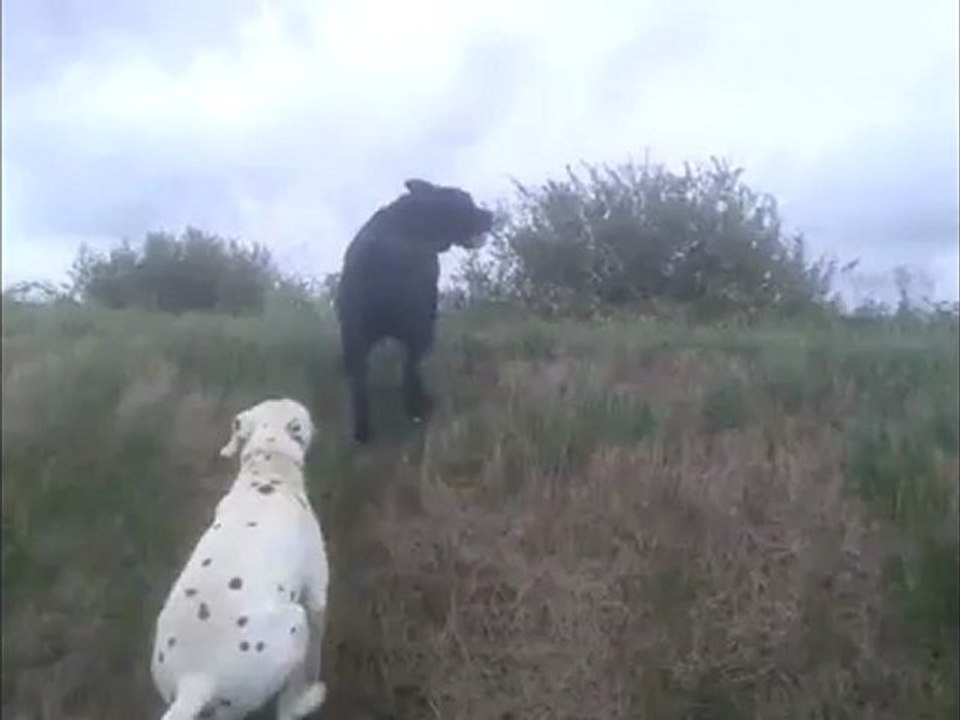 CANE CORSO ET DALMATIEN