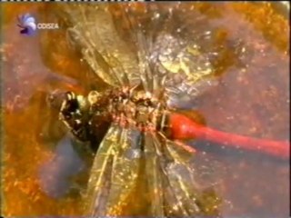 Libelulas: Vestigios de la evolucion