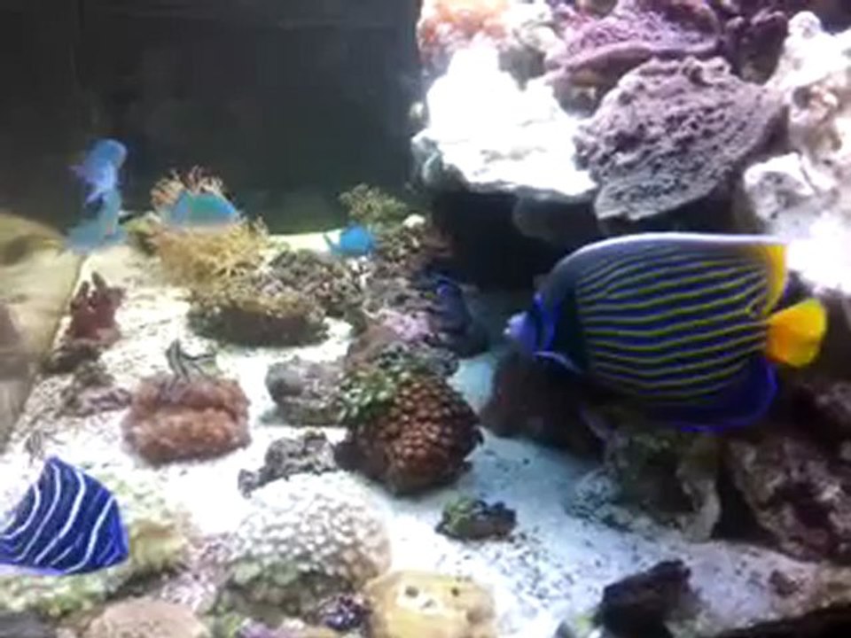 My Aaquarium