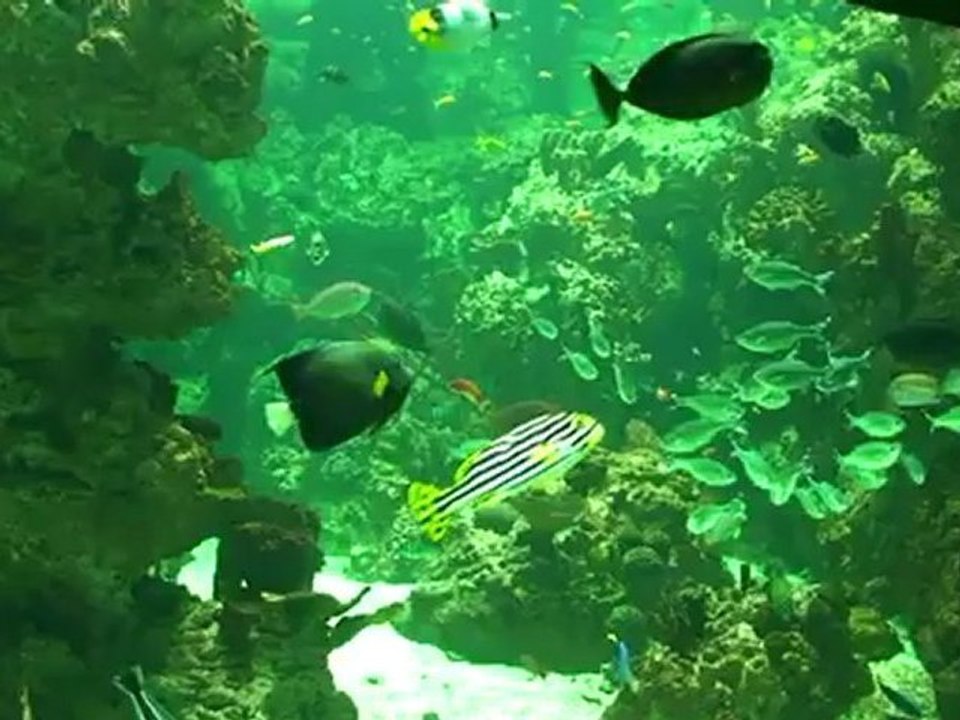 Diving (Rémi GAILLARD)