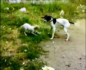 minik linda çok hareketli