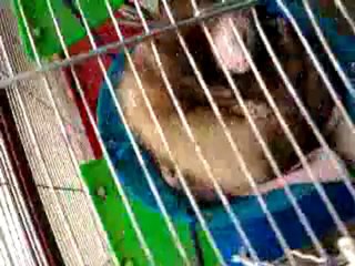 skippy fait sa carpette !