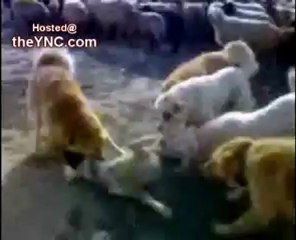 köpekler kurdu parçalıyor