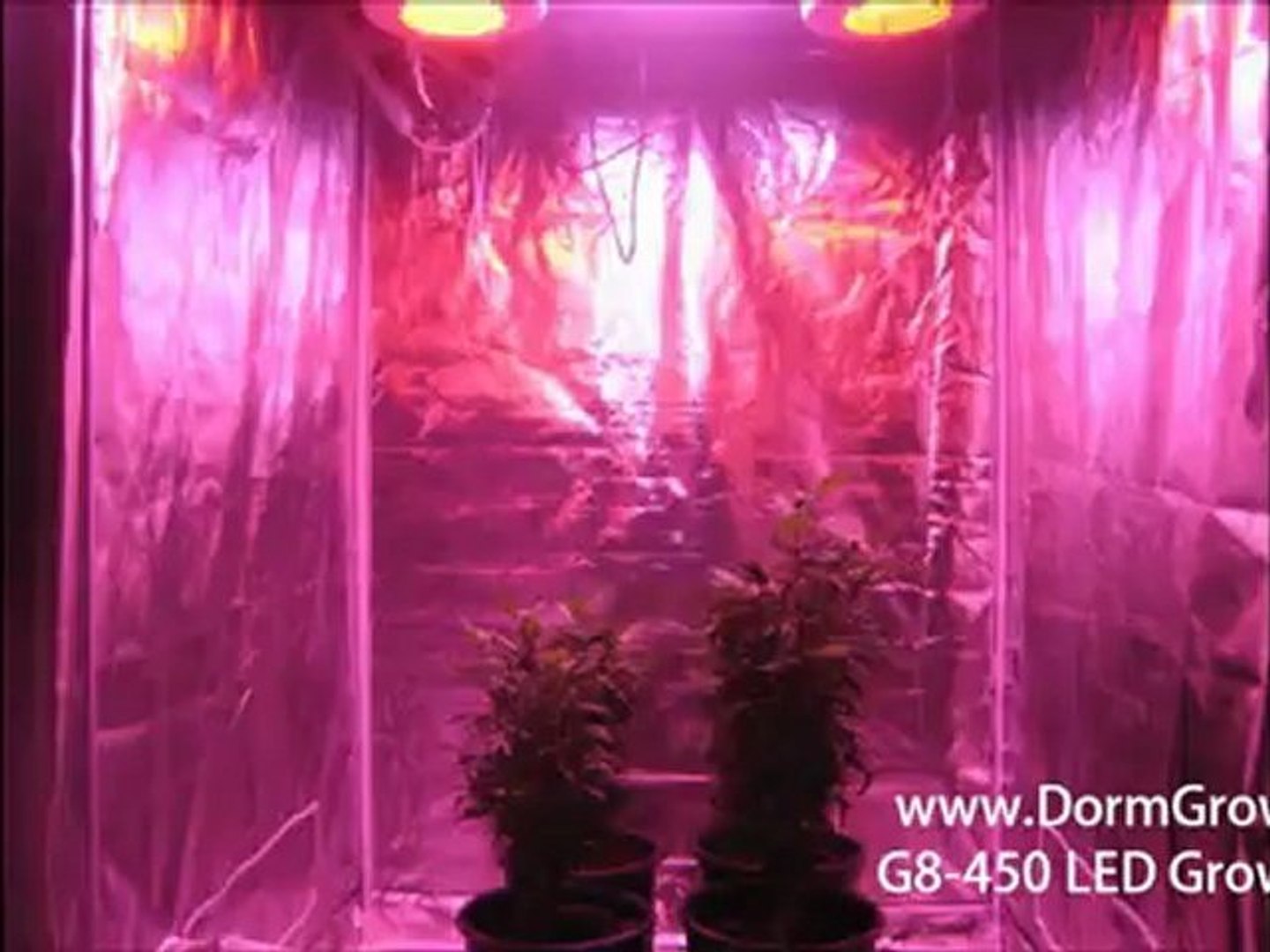 ⁣Cannabis Grow_8-20-12