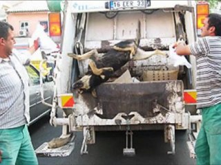 Ölüm İğneleri İmha Edildi ! #Bağımsız Yaşam Hakkı Savunucuları#