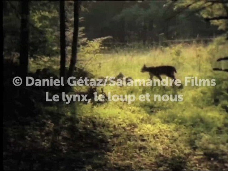 Un lynx puis trois autres