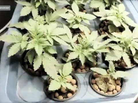 Преступление и наказание 2012-05-21 - Врата в наркоманию