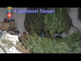 Porto Torres (SS) - Scovata dai Carabinieri la casa della Marijuana (25.09.12)