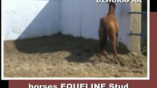 DZHURAPKA, filly, 2009, warmblood for sale (video 06-06-2012)