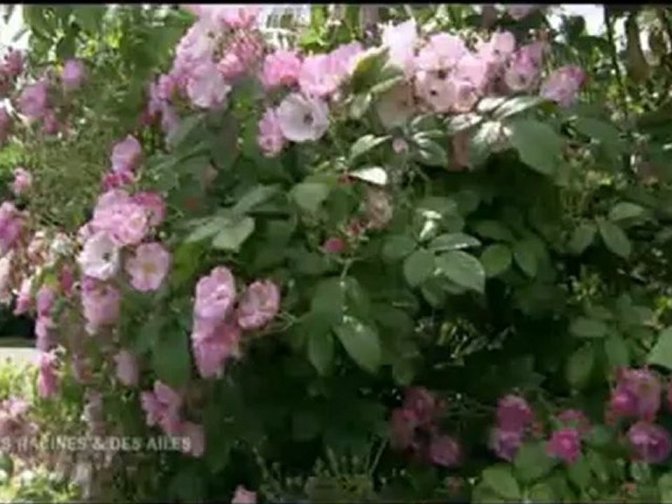 Des racines La Loire (Part 2)