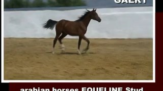 GAERT, 2011, colt, arabian for sale (video 02-06-2012)