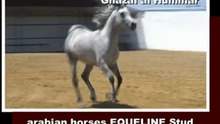 Ghazal al Hummar, 2006, colt, arabian (video 15-06-2012)