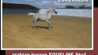 Mare ESMERALDA, 1991, arabian for sale (video 02-06-2012)