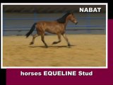 NABAT, 2002, gelding,  warmblood for sale (video 06-06-2012)