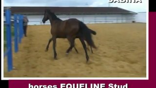 SABINA, mare, 2006, warmblood for sale (video 06-06-2012)