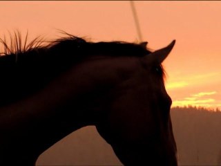 May all the dreams of your heart come true.