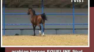 TVIST, 2009, colt, arabian for sale (video 06-06-2012)