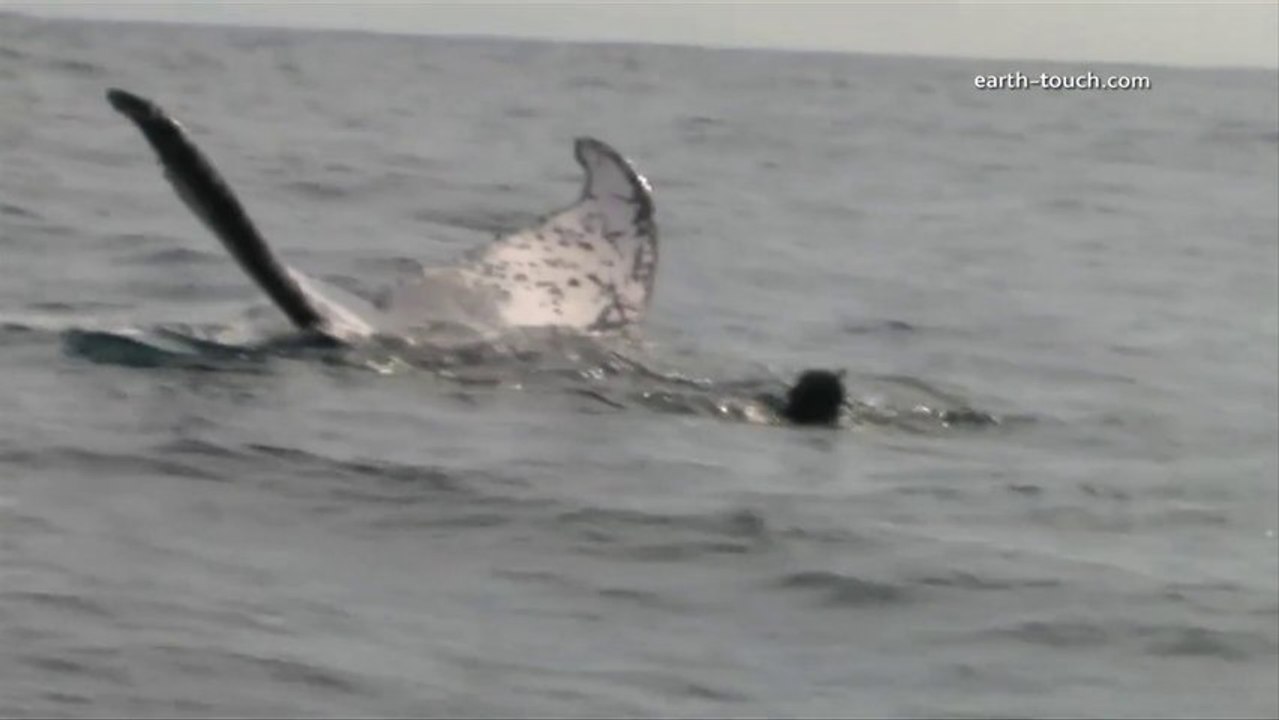 Slapped By A Whale