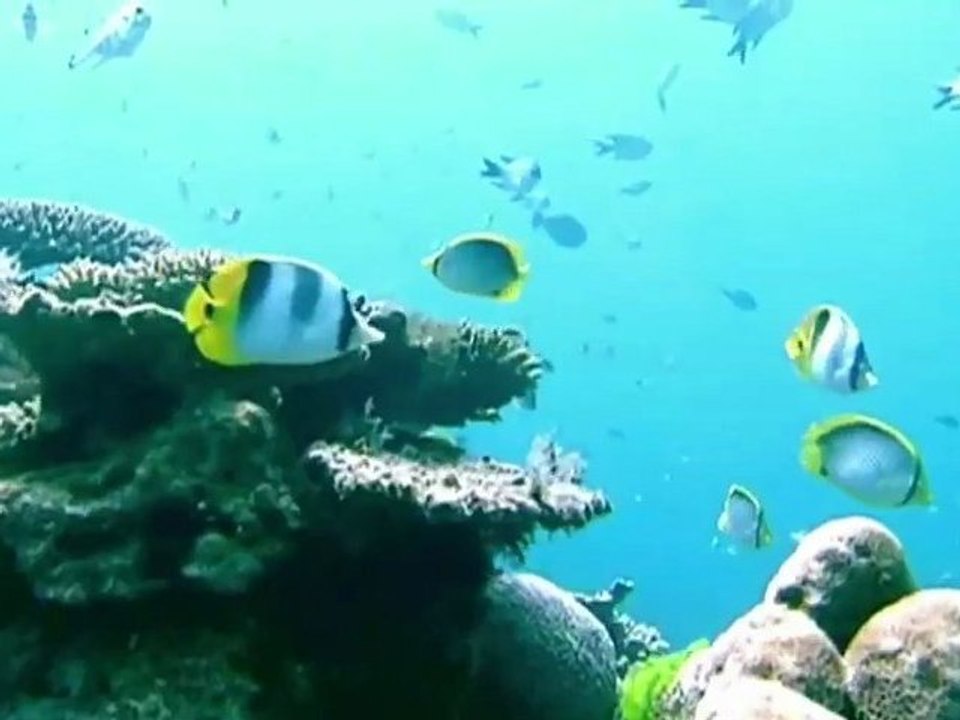 La grande barrière de corail menacée