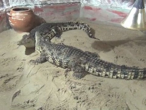 En visite chez les crocodiles et les tortues Alligators