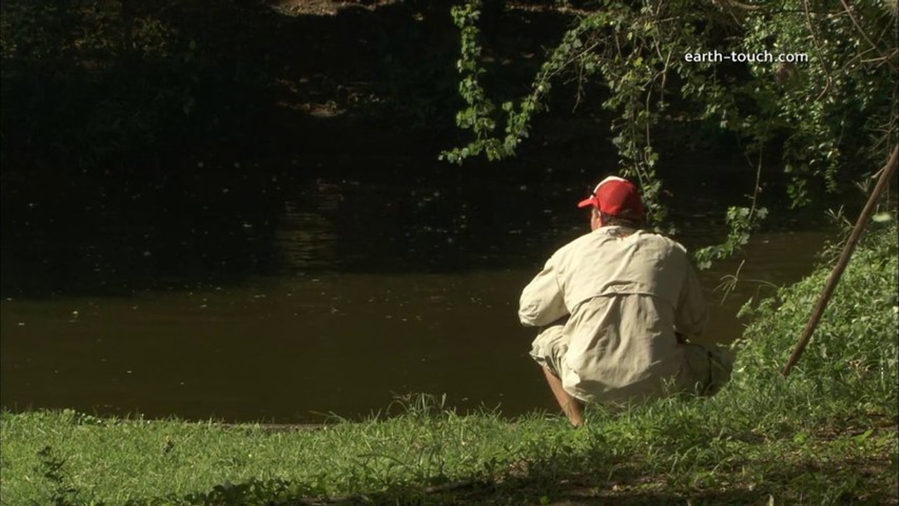 Cameraman attacked by crocodile