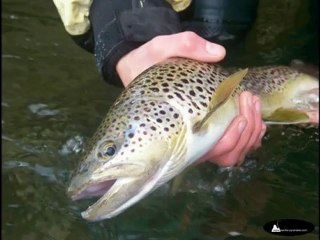 Pêche à la mouche sur le Gave d'Oloron