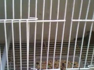 aves americanas