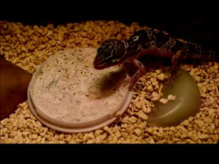 gecko leopard