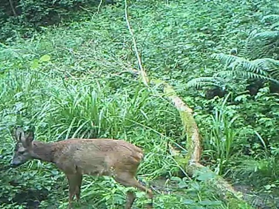 PICT0007-brocard