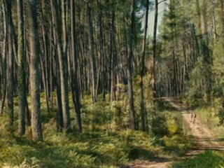 THERESE DESQUEYROUX - Bande annonce