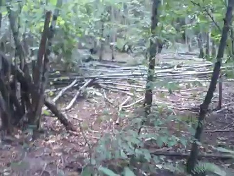 jeunes chiens au ferme sur des sangliers