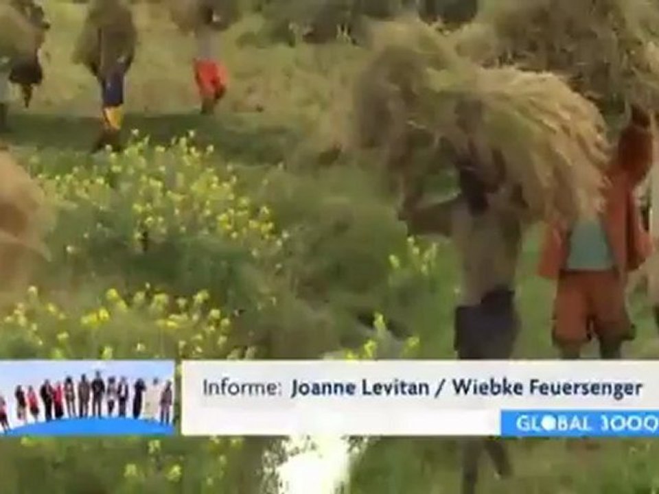 Madagascar: campos de arroz alternativos | global 3000