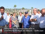 Réintroduction de langoustes dans la ZMP de Vallauris - Golfe-juan