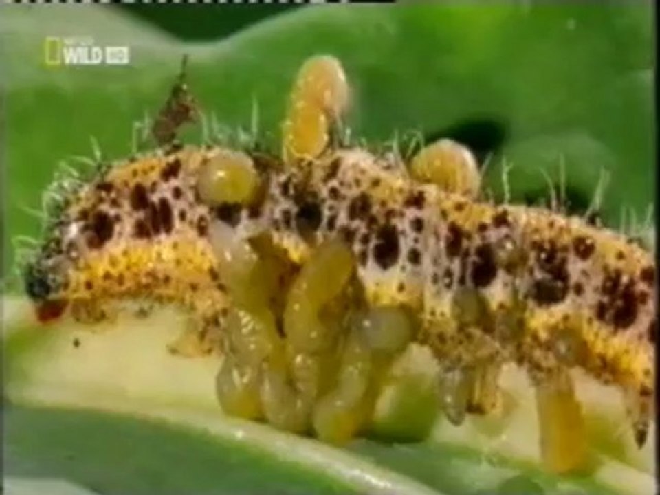 Ladrones de cuerpos: Avispas Cotesia