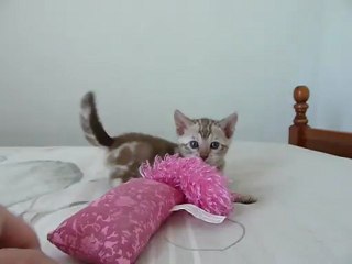 Magic Bengal HAQUARELLE (6 weeks)