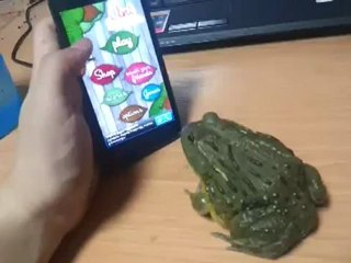 African Bull Frog ant crusher